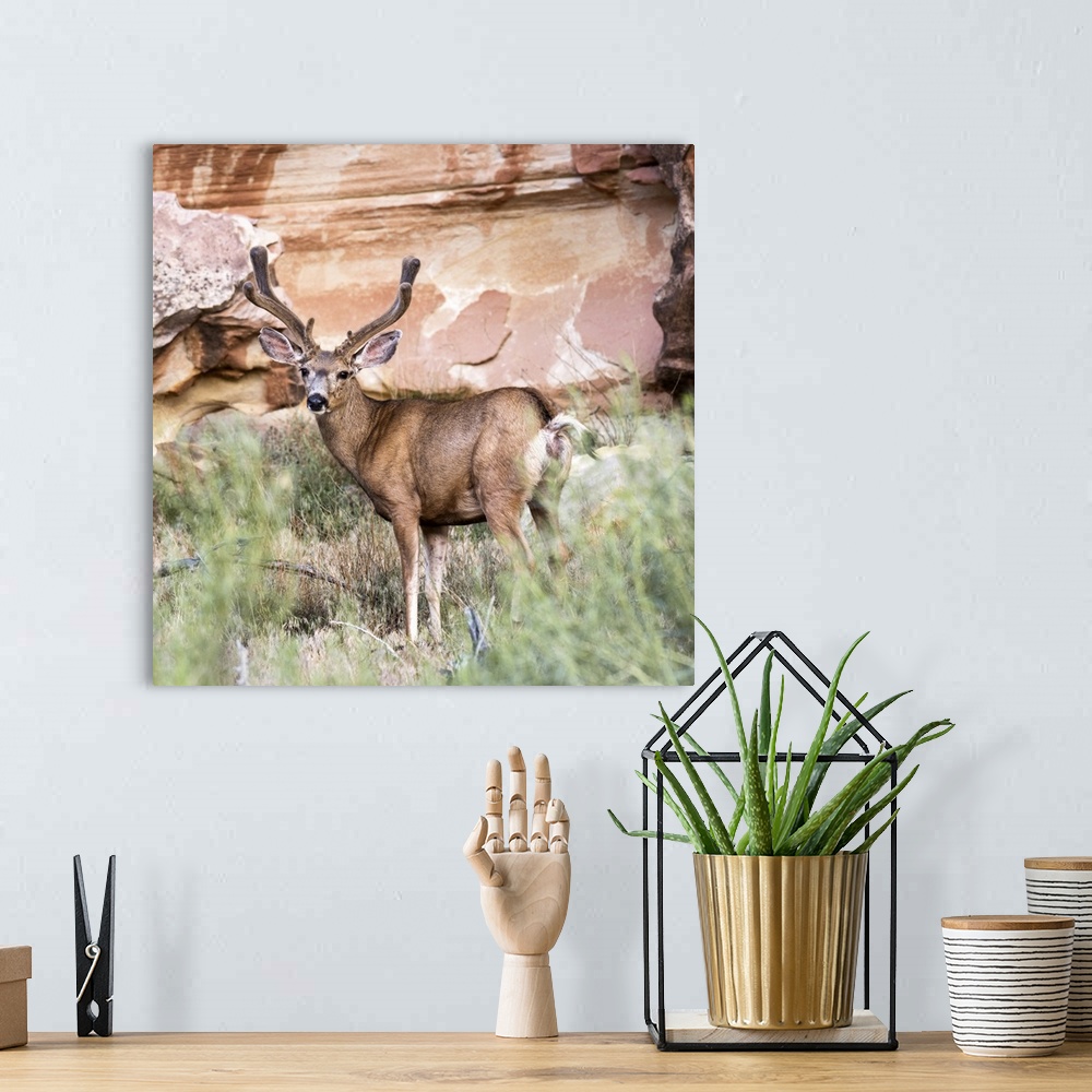 A bohemian room featuring A mule deer at Capitol Reef National Park.