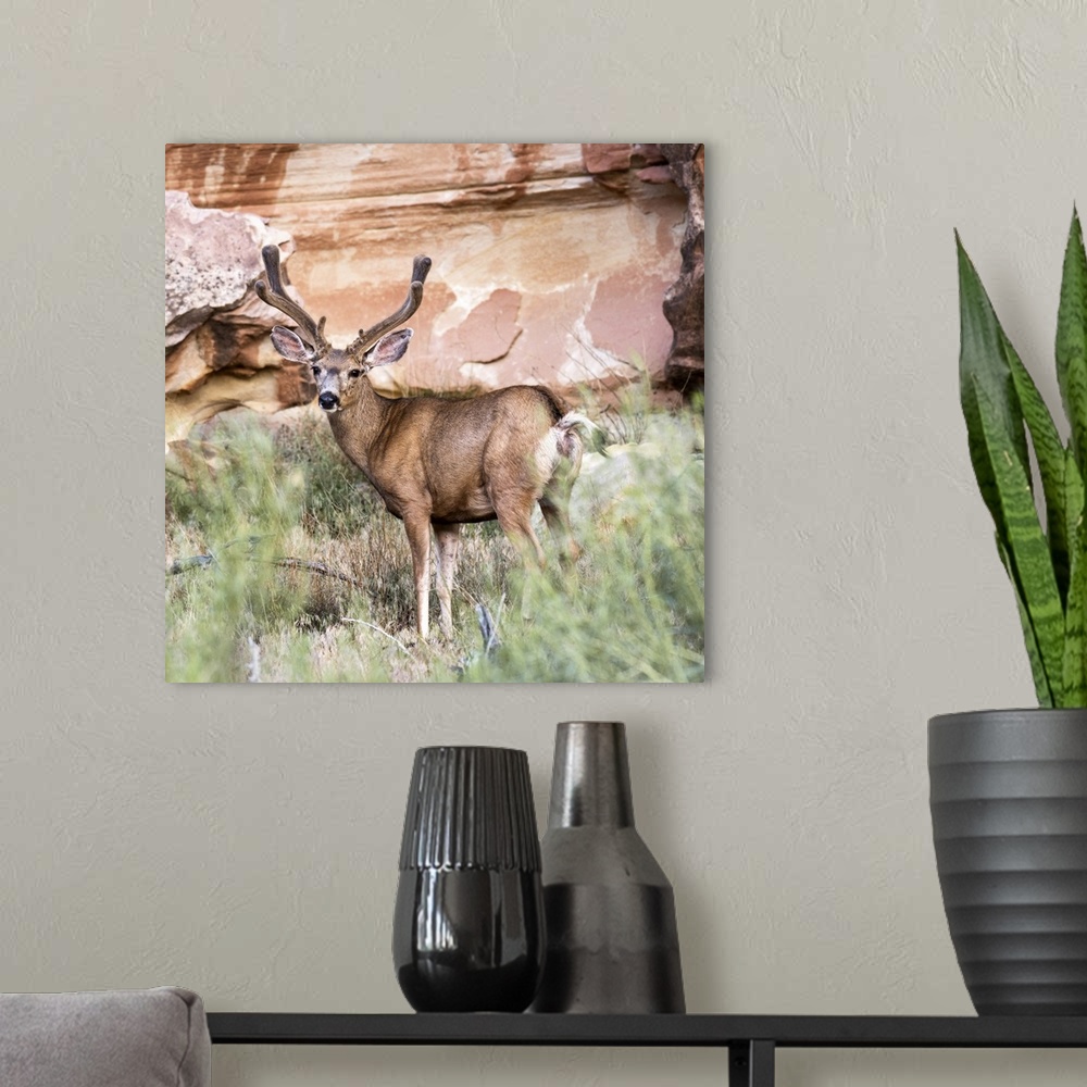 A modern room featuring A mule deer at Capitol Reef National Park.
