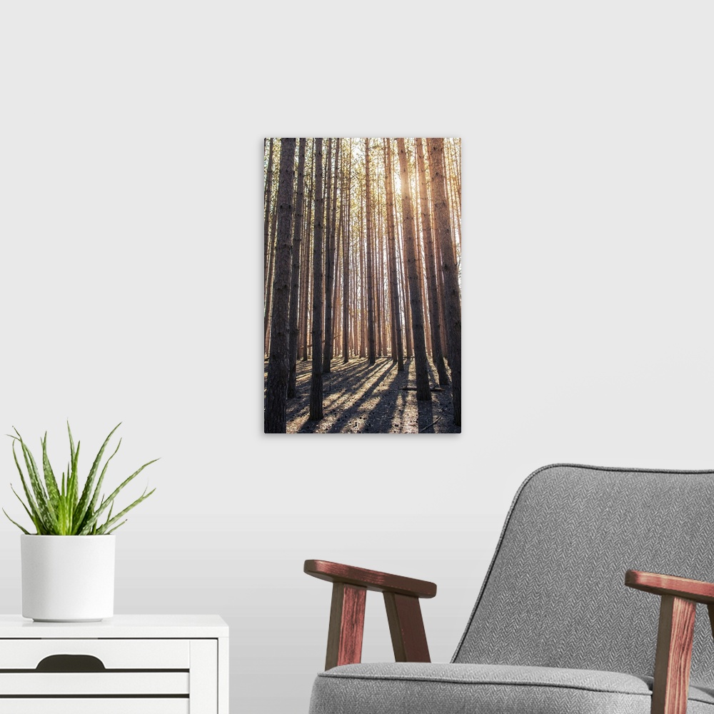 A modern room featuring Photograph of sunlight peeping through the pine treetops at Oak Openings Metropark.