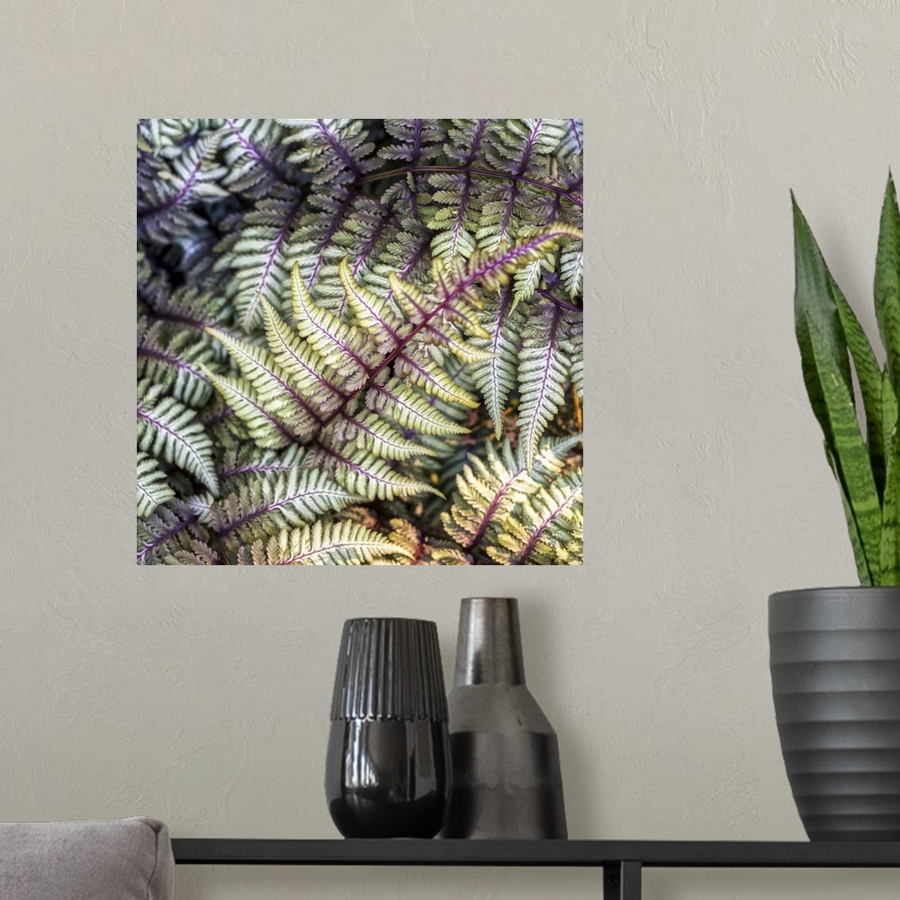 A modern room featuring Curled green and pink fronds of a painted fern in Duke Gardens, Durham, NC.