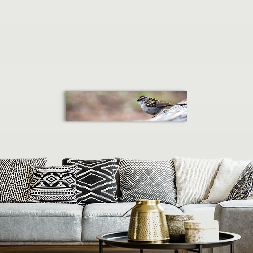 A bohemian room featuring Panoramic photo of a Chipping Sparrow on a branch in Yellowstone National Park.