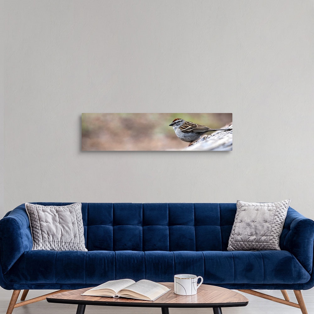 A modern room featuring Panoramic photo of a Chipping Sparrow on a branch in Yellowstone National Park.