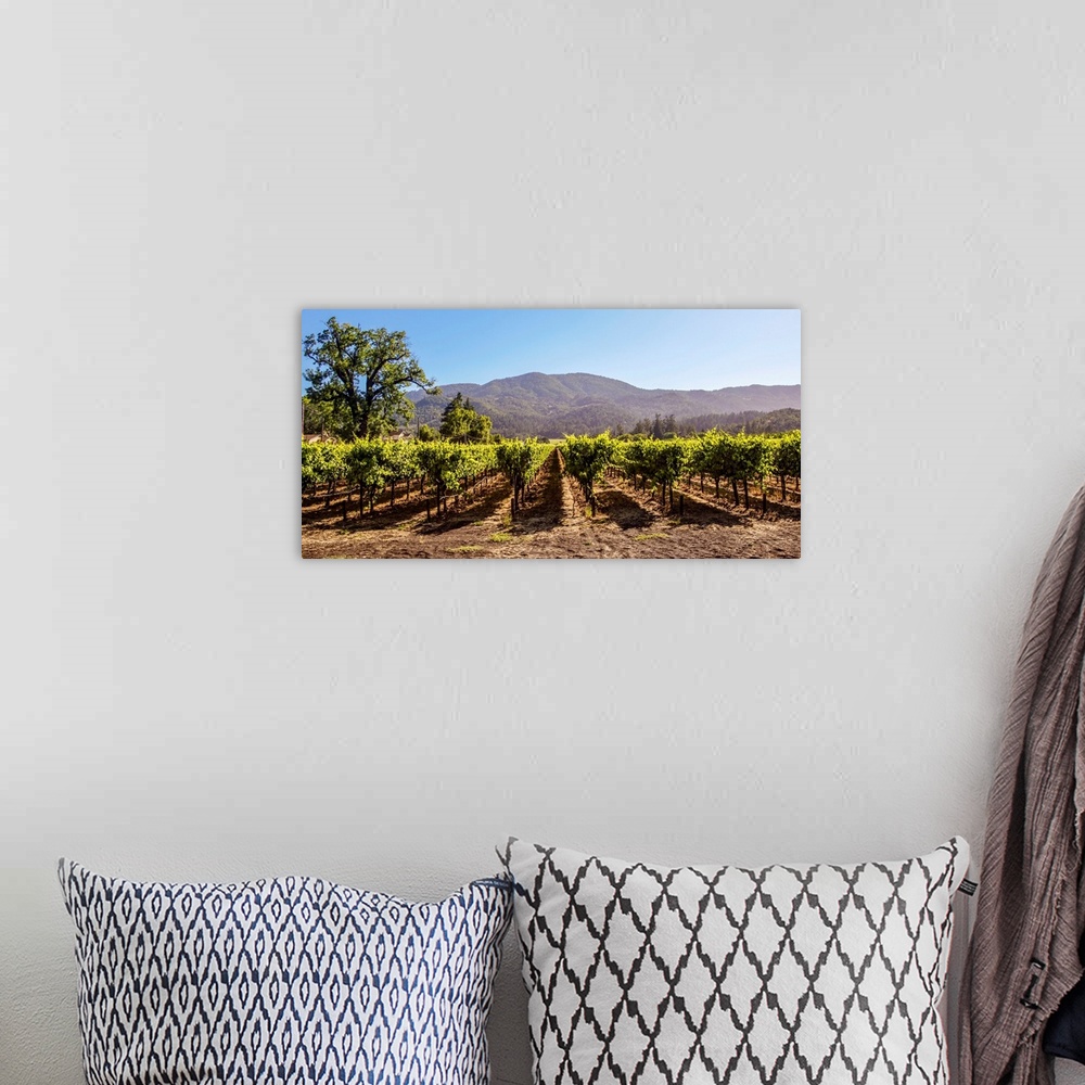 A bohemian room featuring Panoramic photograph of rows of grapes at a vineyard in Napa Valley, California, with rolling hil...