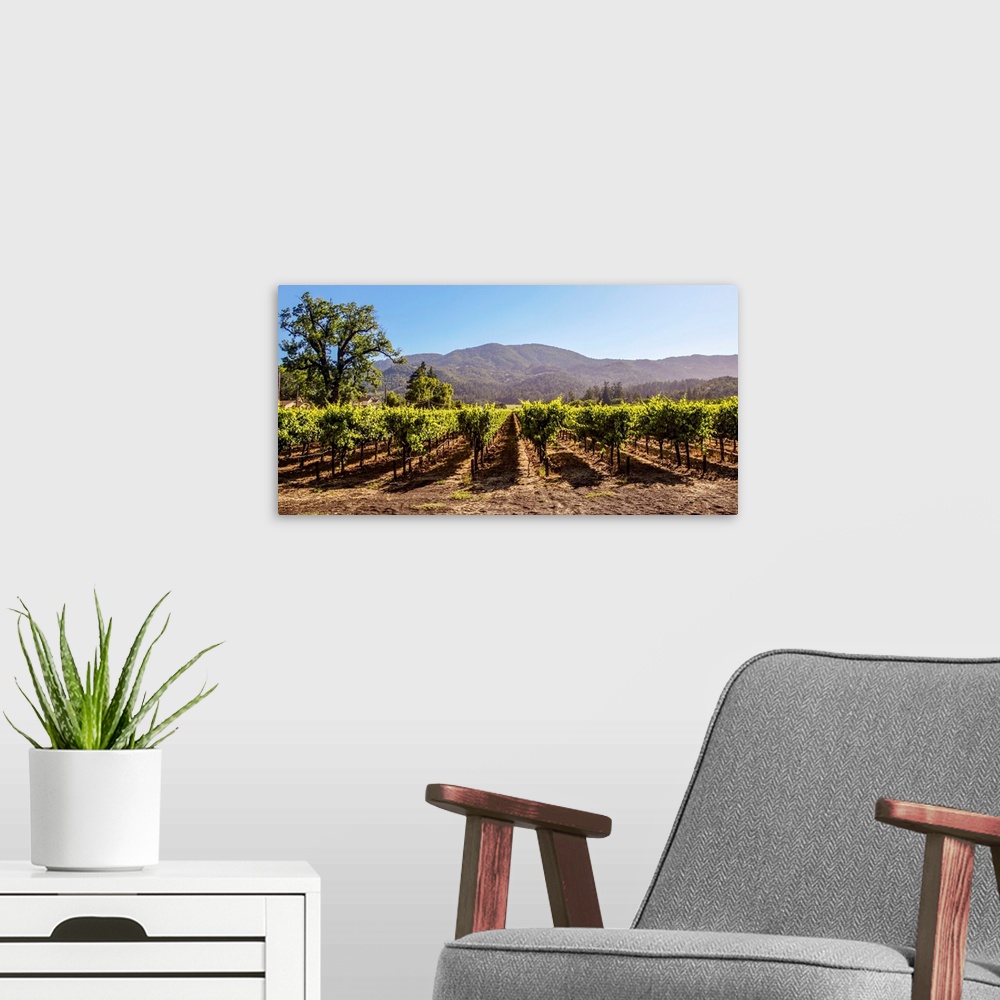 A modern room featuring Panoramic photograph of rows of grapes at a vineyard in Napa Valley, California, with rolling hil...