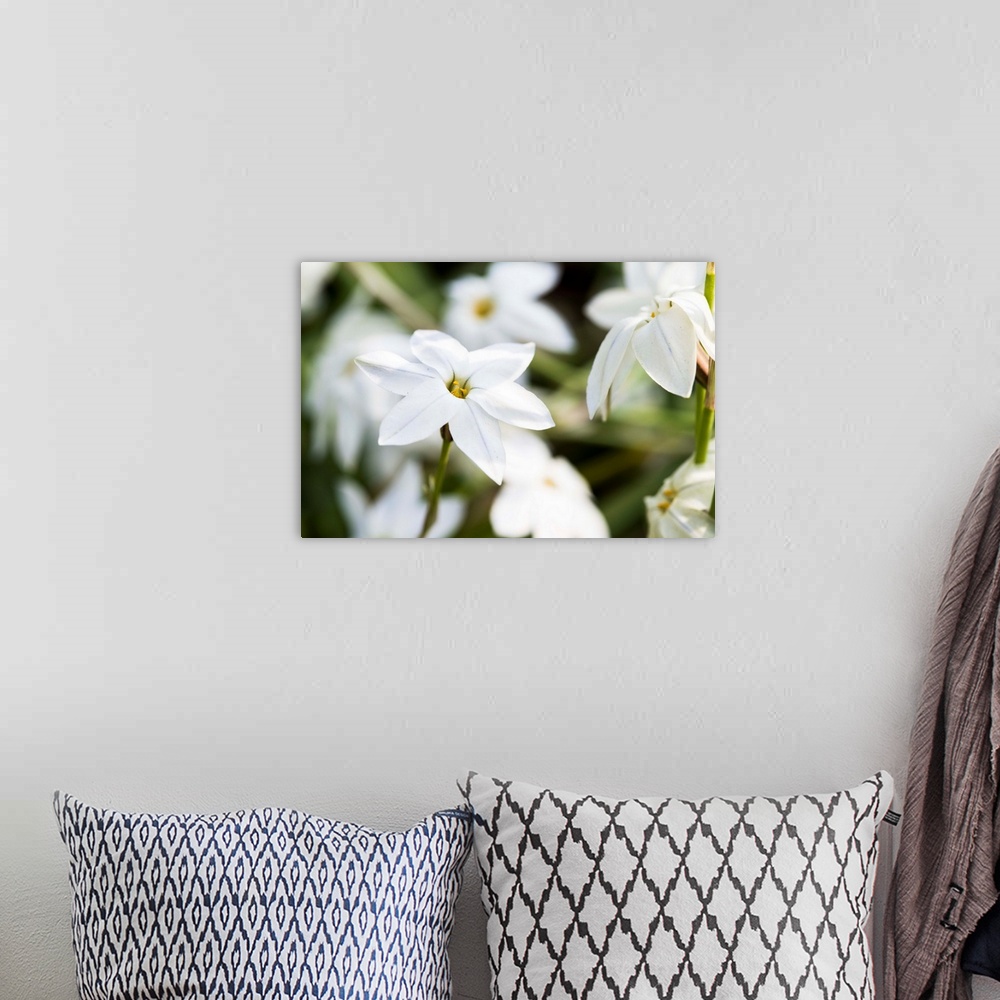 A bohemian room featuring Close up photograph of white Jasmine blooms.