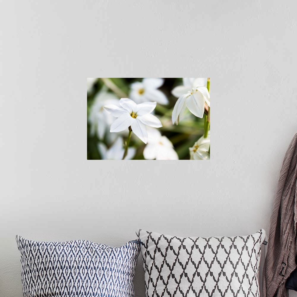 A bohemian room featuring Close up photograph of white Jasmine blooms.