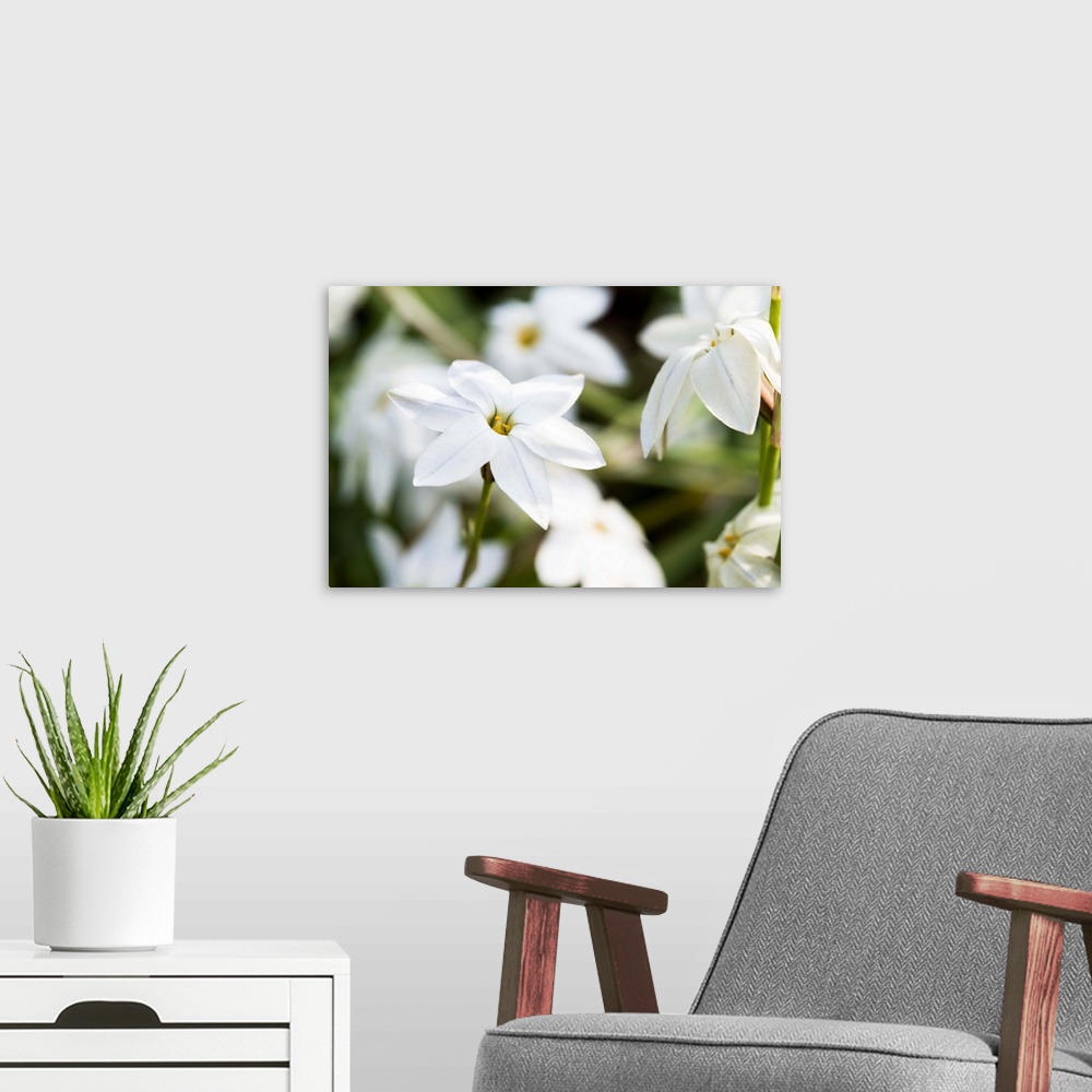 A modern room featuring Close up photograph of white Jasmine blooms.