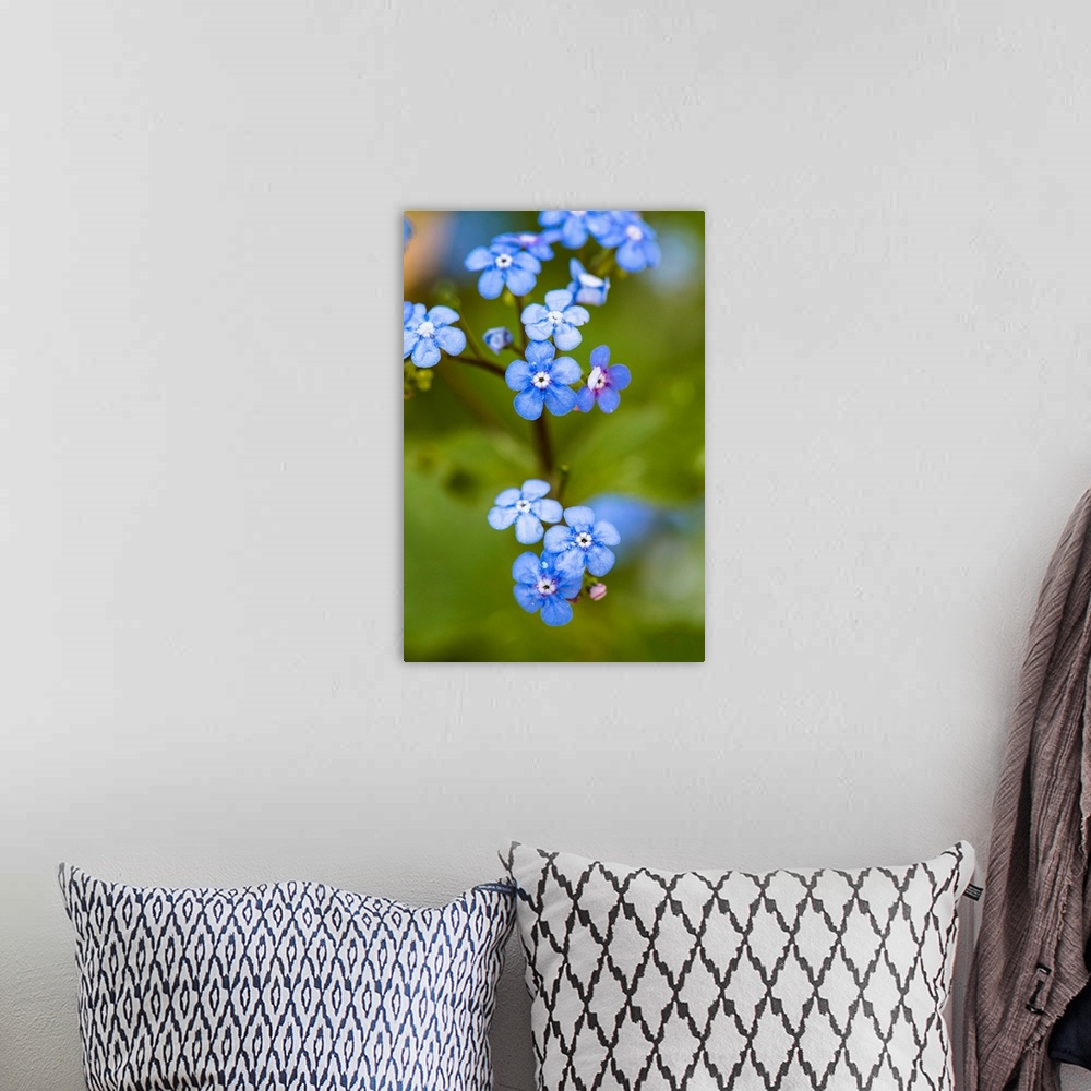 A bohemian room featuring Close up photograph of blue Alpine Forget-Me-Not.