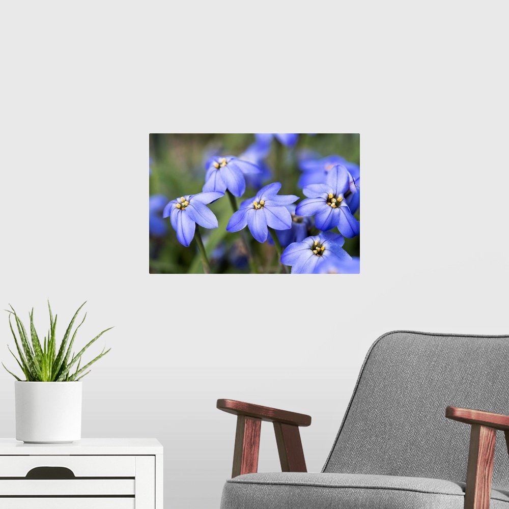A modern room featuring Close up photograph of blue Alpine Forget-Me-Not.