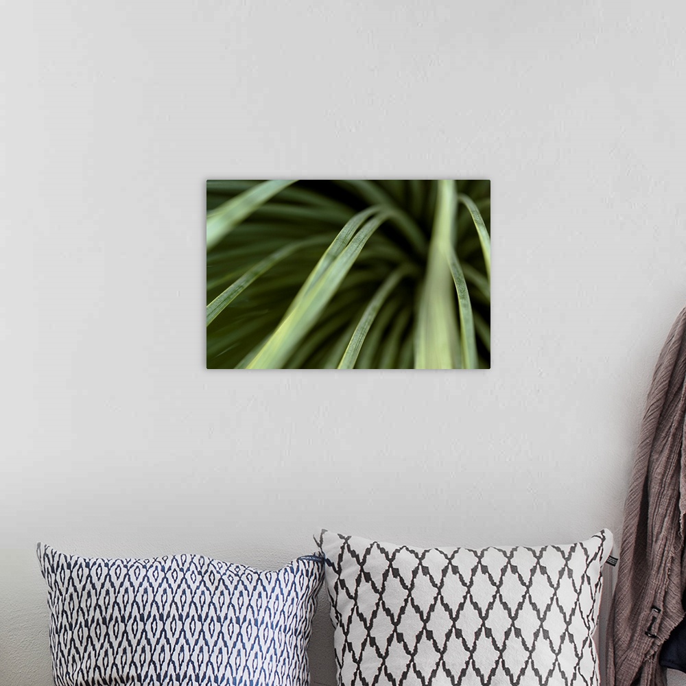 A bohemian room featuring Close up photograph of thin green leaves.