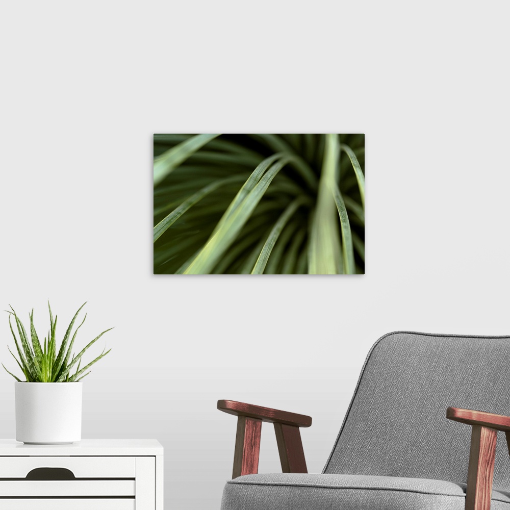 A modern room featuring Close up photograph of thin green leaves.