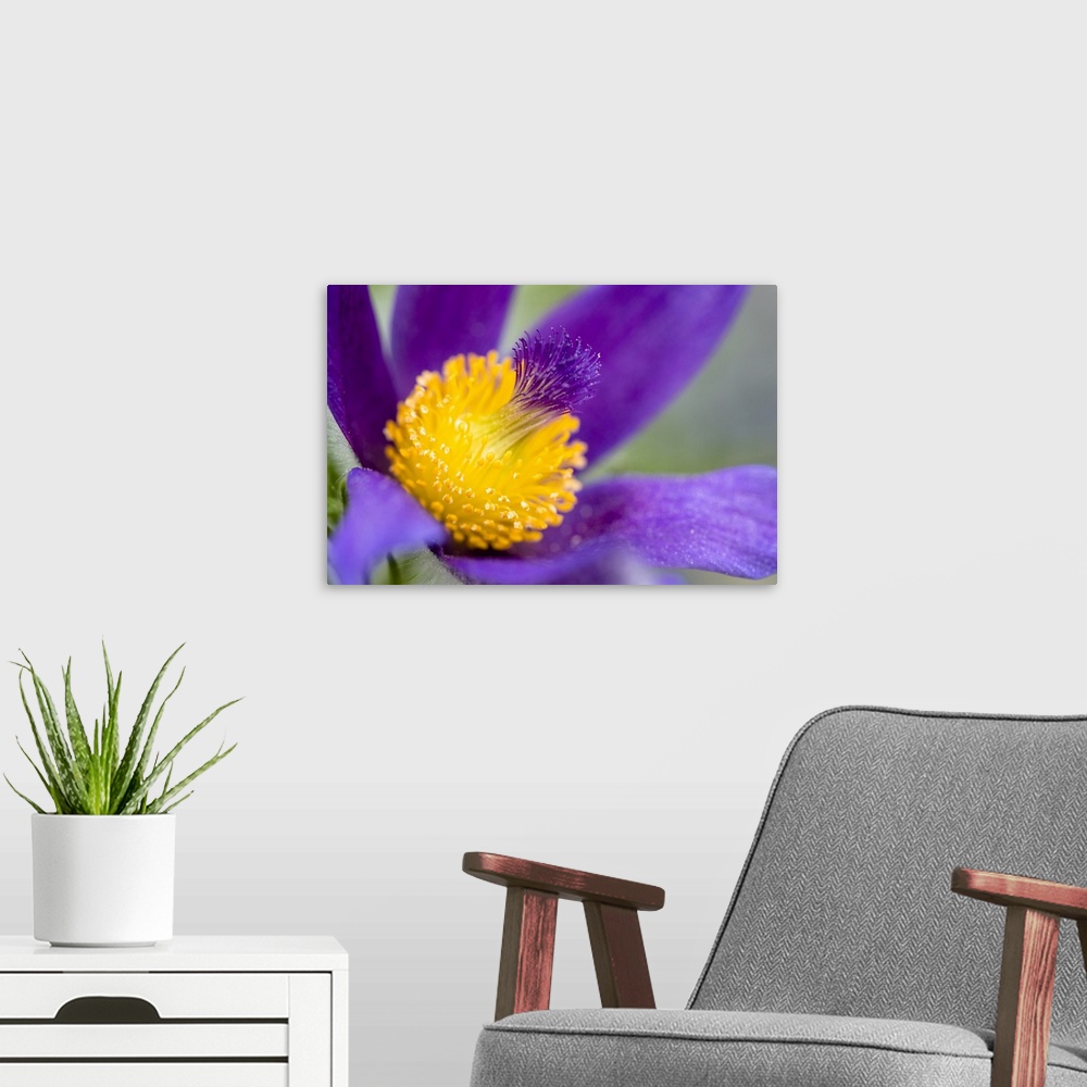 A modern room featuring Close up photograph of a brilliant purple flower with a yellow center.