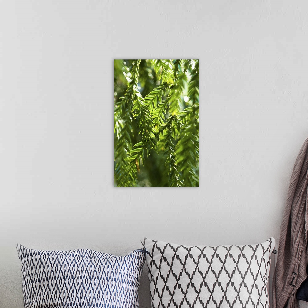A bohemian room featuring Close up photograph of hanging leaves, back-it by the sun.