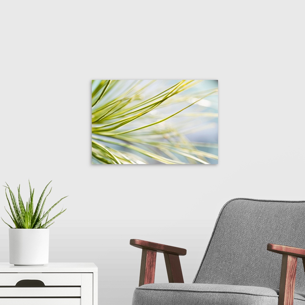 A modern room featuring Close up photograph of pine leaves.