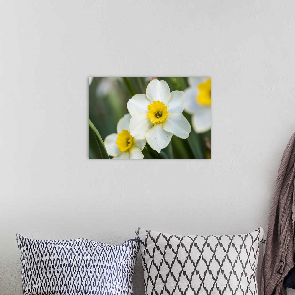 A bohemian room featuring Close up photograph of Morning Daffodils blooms.
