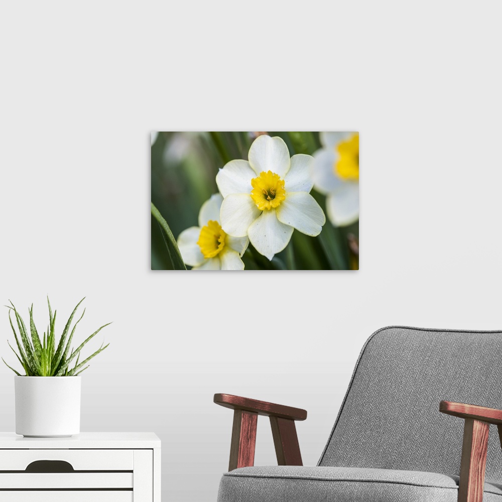 A modern room featuring Close up photograph of Morning Daffodils blooms.