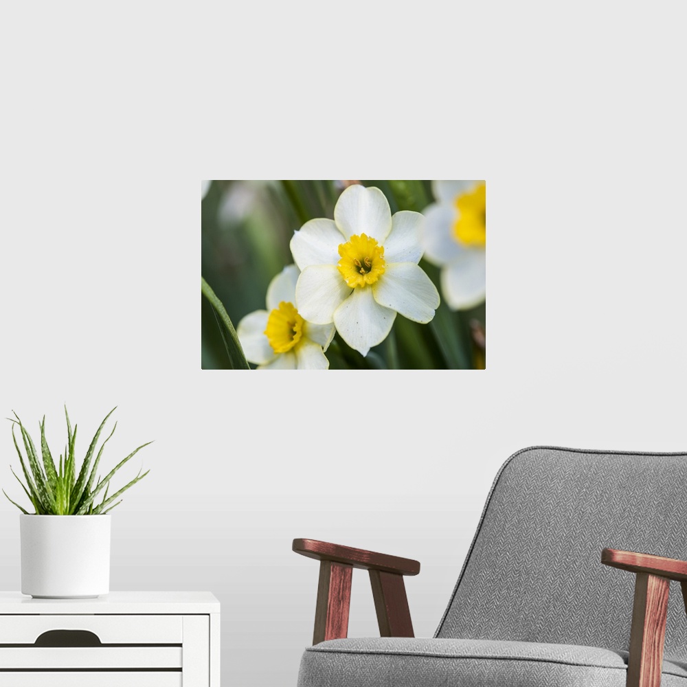A modern room featuring Close up photograph of Morning Daffodils blooms.