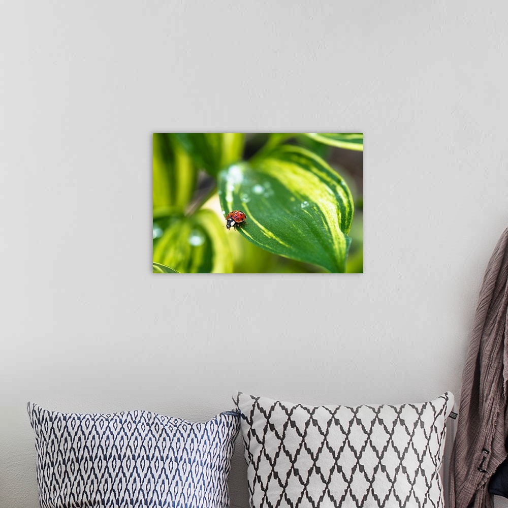 A bohemian room featuring Close up photograph of a ladybug on a green leaf.