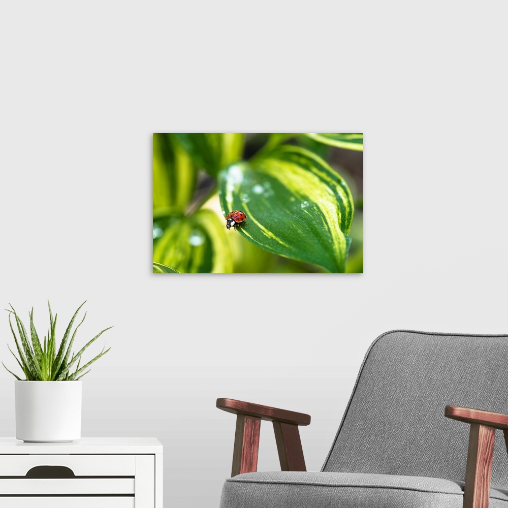 A modern room featuring Close up photograph of a ladybug on a green leaf.