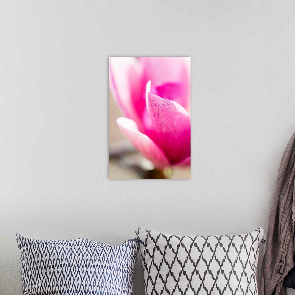 A bohemian room featuring Close up photograph of pink petals on a flower.