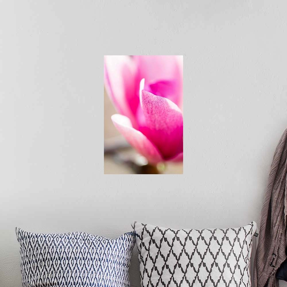 A bohemian room featuring Close up photograph of pink petals on a flower.