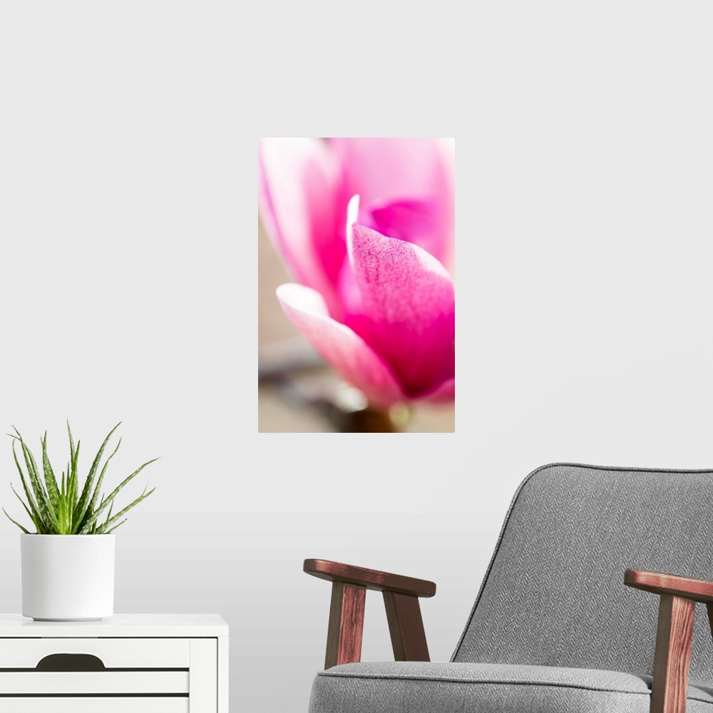 A modern room featuring Close up photograph of pink petals on a flower.