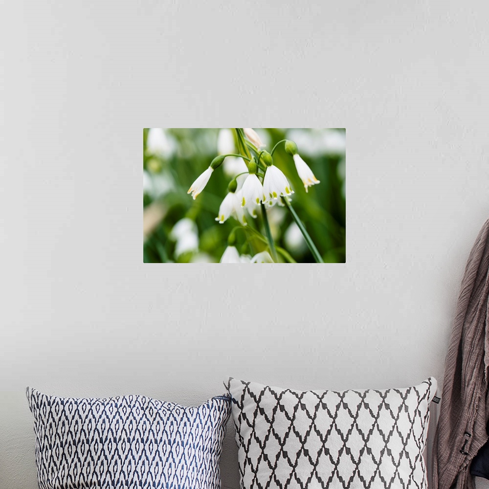 A bohemian room featuring Close up photograph of white Summer Snowflake flowers.
