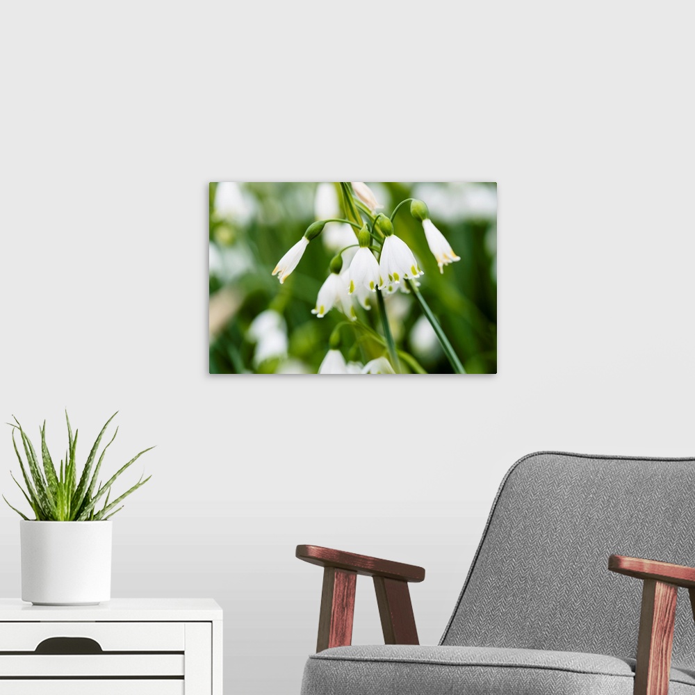 A modern room featuring Close up photograph of white Summer Snowflake flowers.