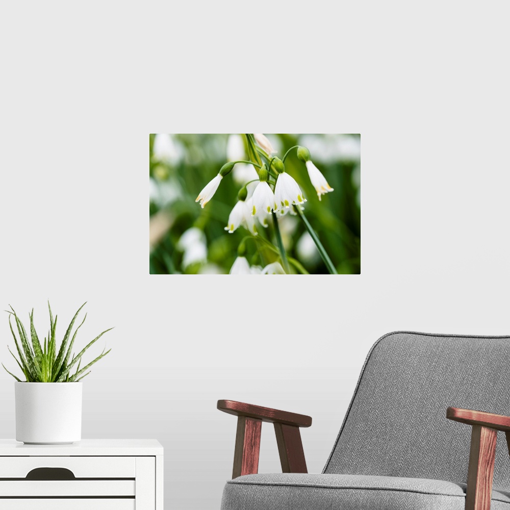 A modern room featuring Close up photograph of white Summer Snowflake flowers.