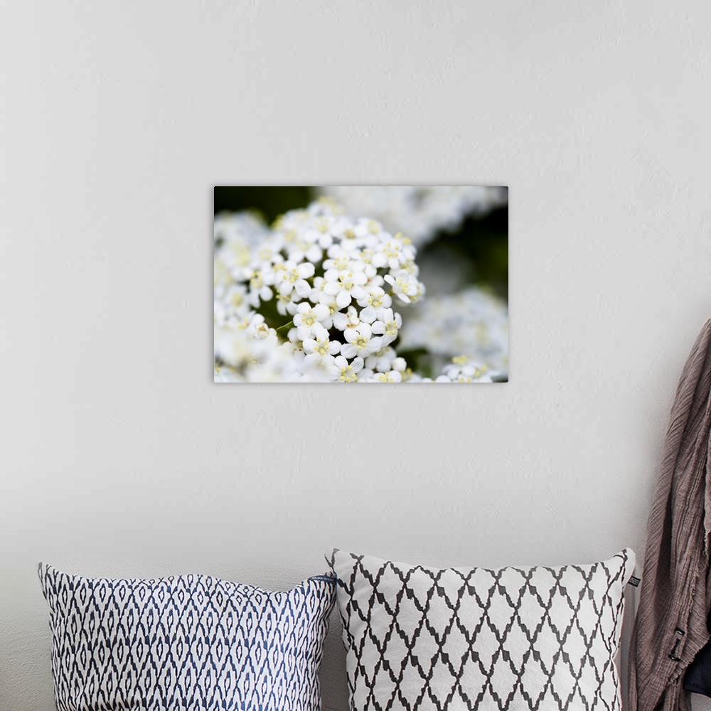 A bohemian room featuring Close up photograph of White Yarrow flowers.