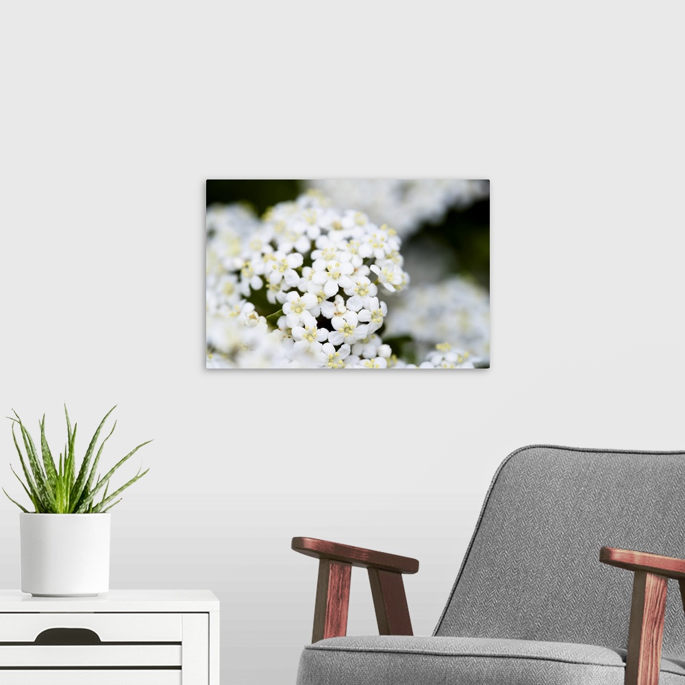 A modern room featuring Close up photograph of White Yarrow flowers.