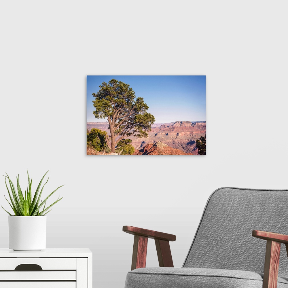 A modern room featuring Pinyon pine at Grand Canyon National Park, Arizona.
