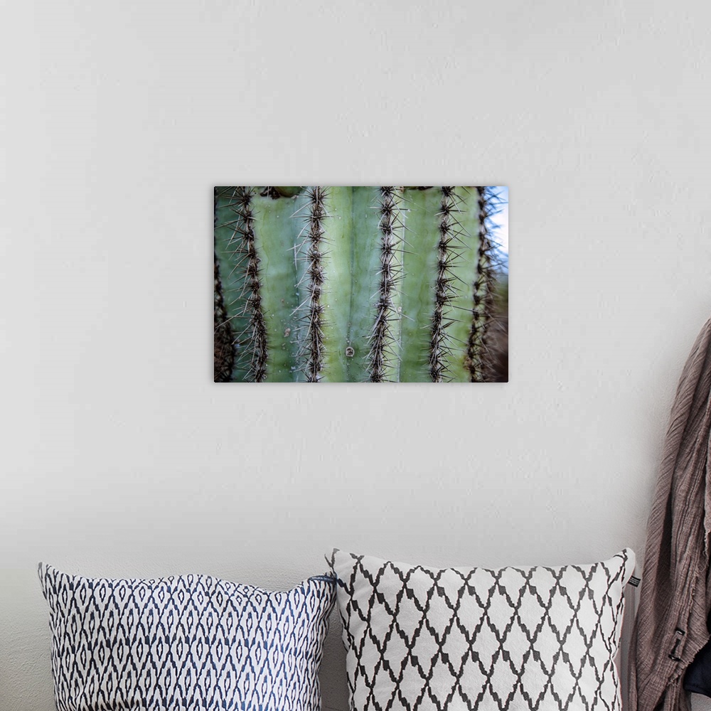 A bohemian room featuring View of prickly cactus in Phoenix, Arizona.