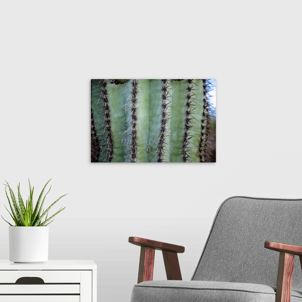 A modern room featuring View of prickly cactus in Phoenix, Arizona.