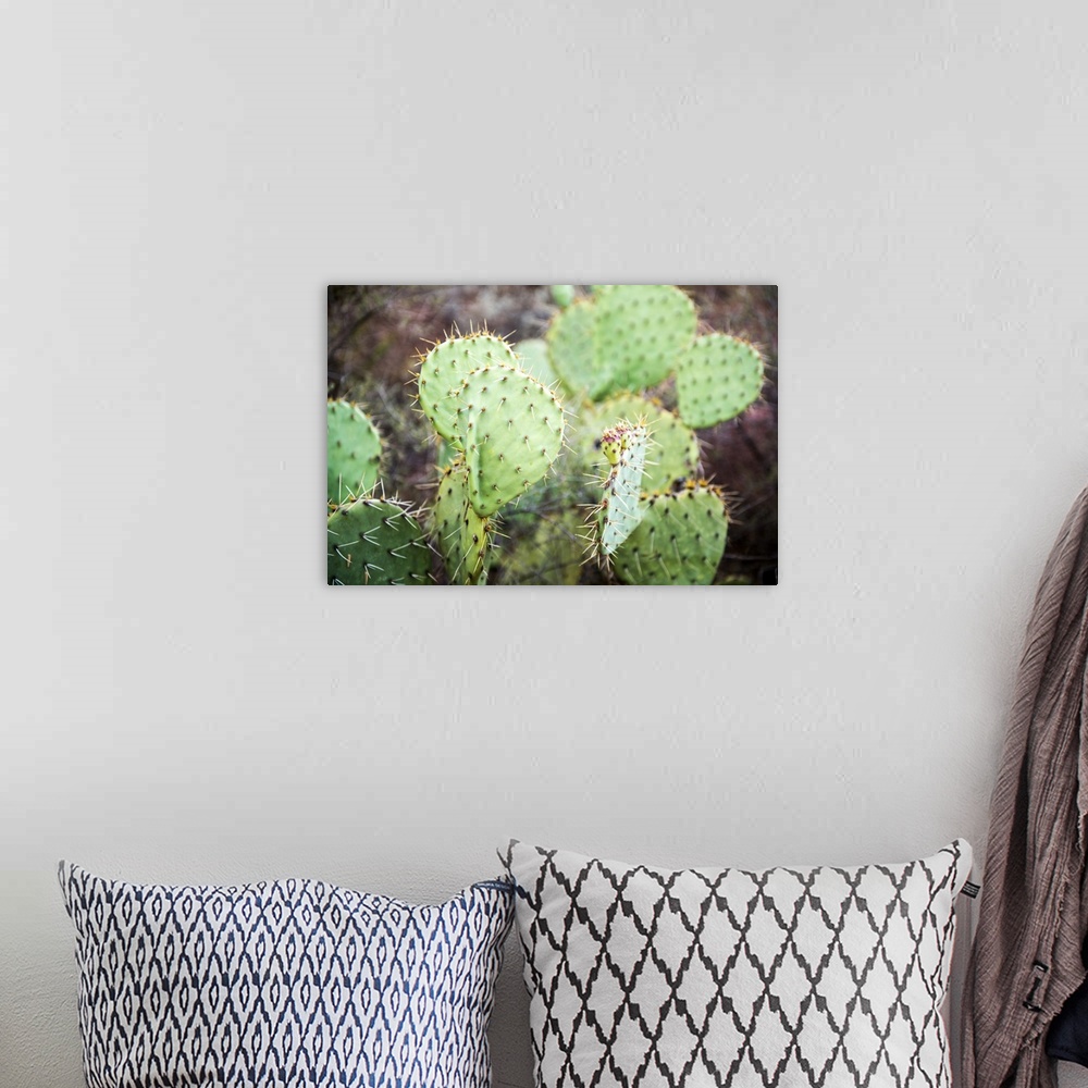 A bohemian room featuring Close-up photograph of a prickly pear cactus in Sedona, AZ.