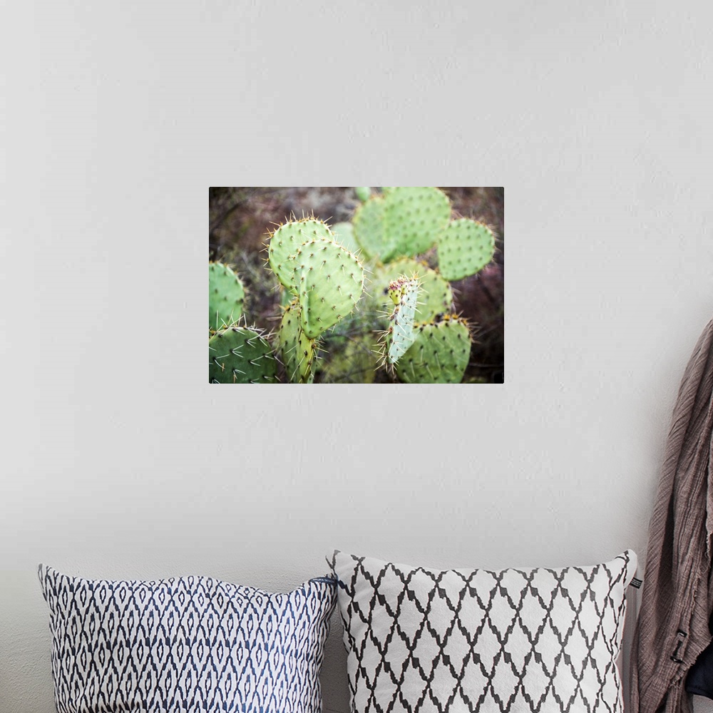A bohemian room featuring Close-up photograph of a prickly pear cactus in Sedona, AZ.