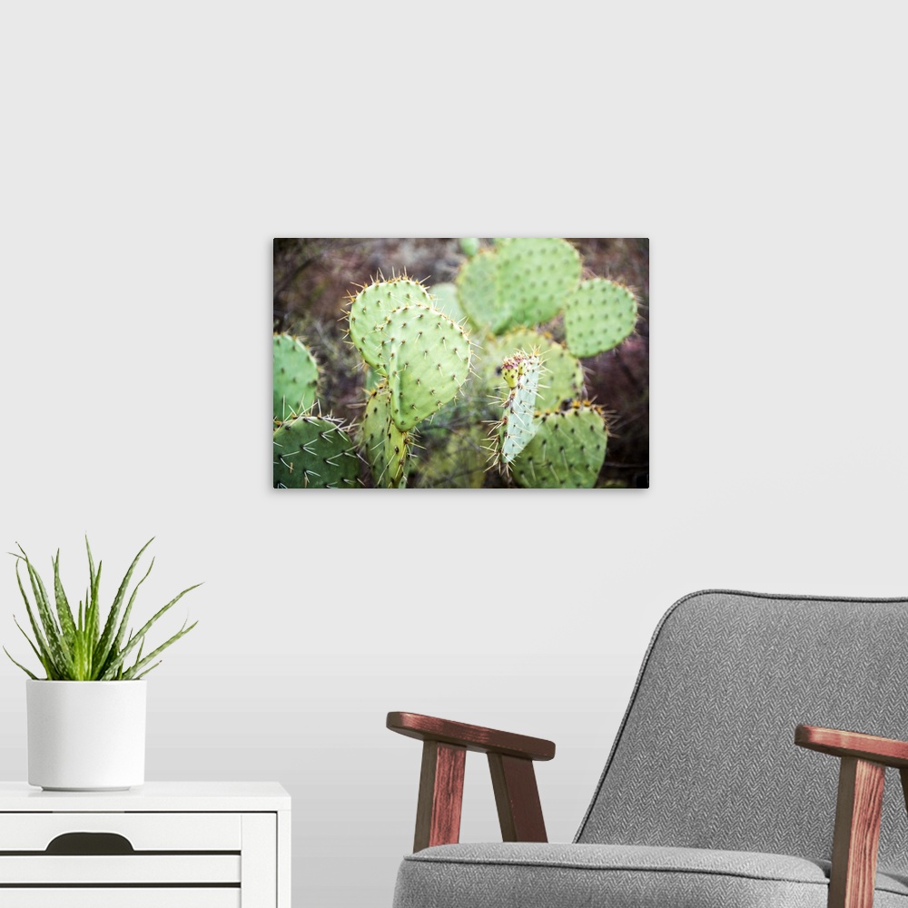 A modern room featuring Close-up photograph of a prickly pear cactus in Sedona, AZ.