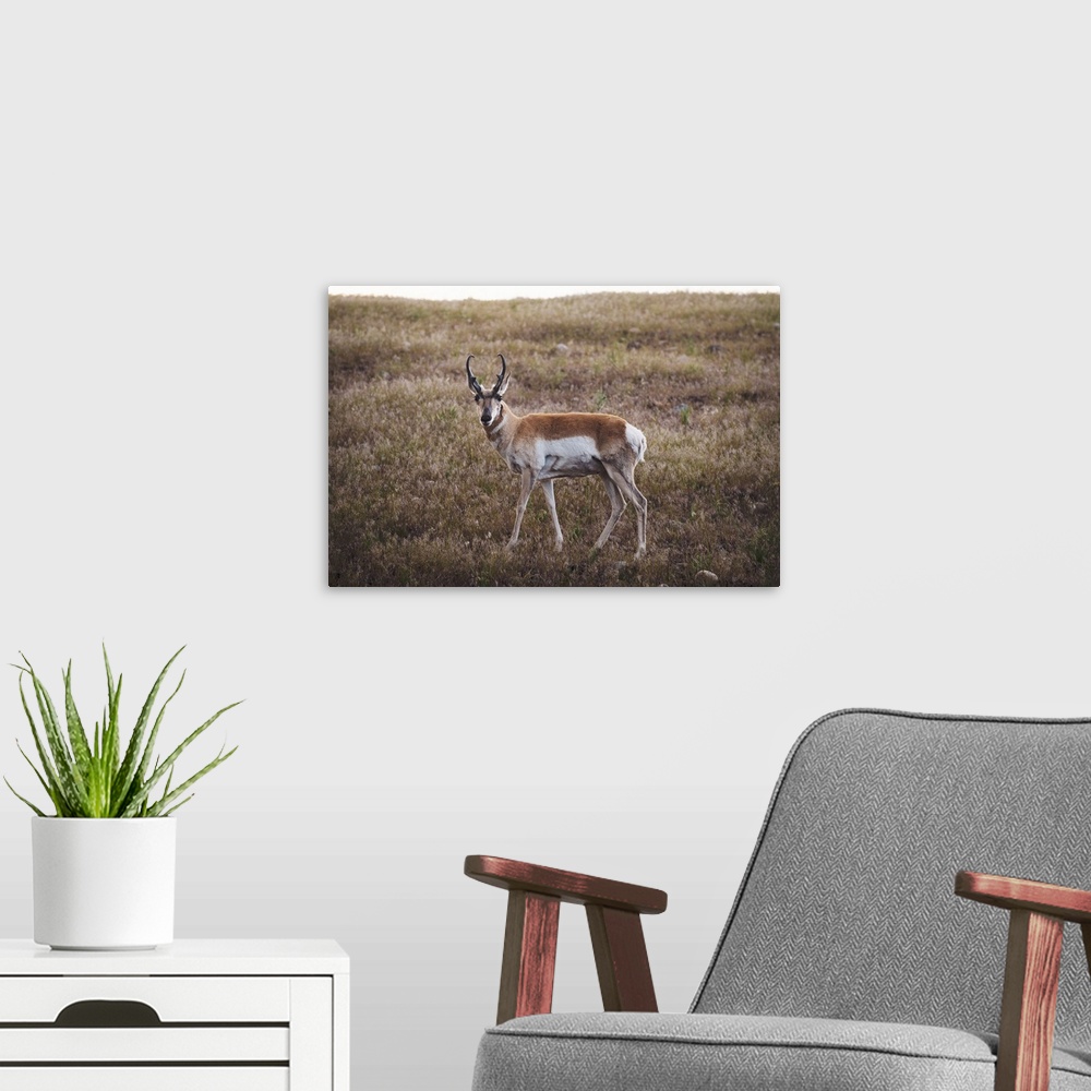 A modern room featuring A pronghorn in a meadow at Yellowstone National Park.