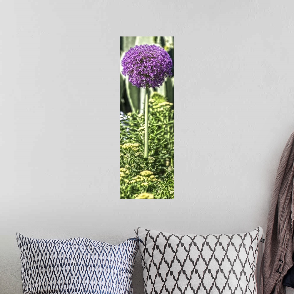 A bohemian room featuring Purple Allium with Opuntia and Yarrow on a slender green stem in Duke Gardens, Durham, NC.