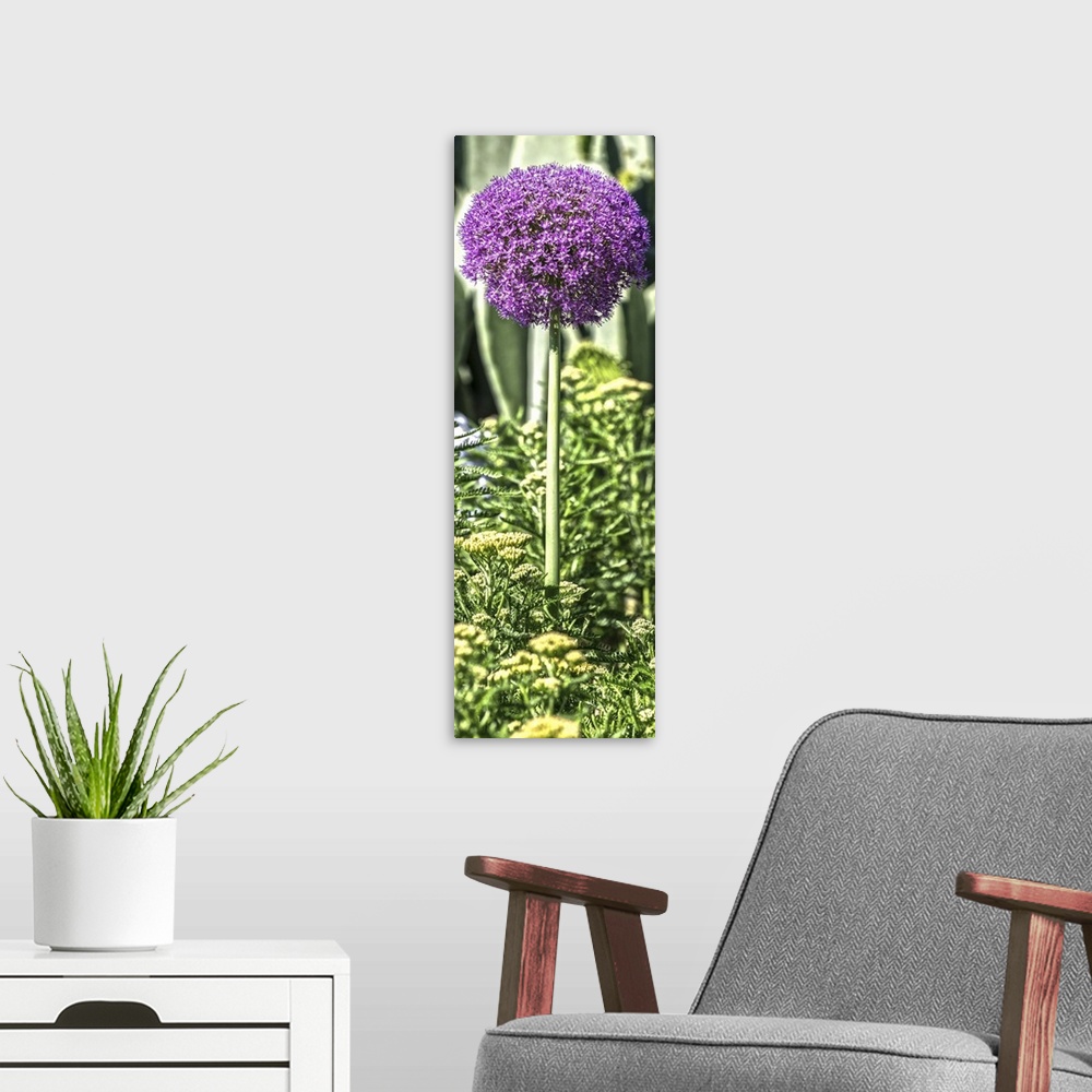 A modern room featuring Purple Allium with Opuntia and Yarrow on a slender green stem in Duke Gardens, Durham, NC.