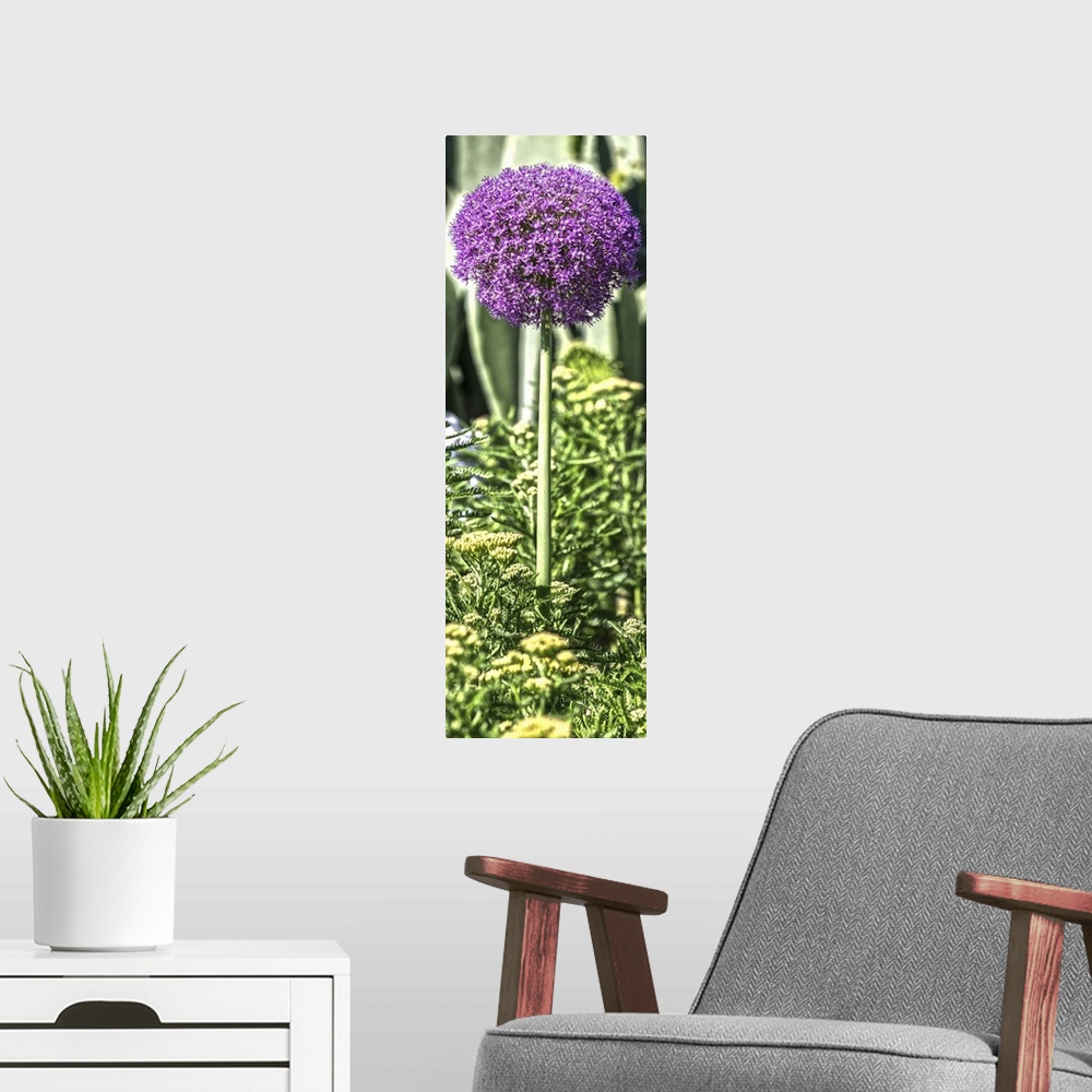 A modern room featuring Purple Allium with Opuntia and Yarrow on a slender green stem in Duke Gardens, Durham, NC.