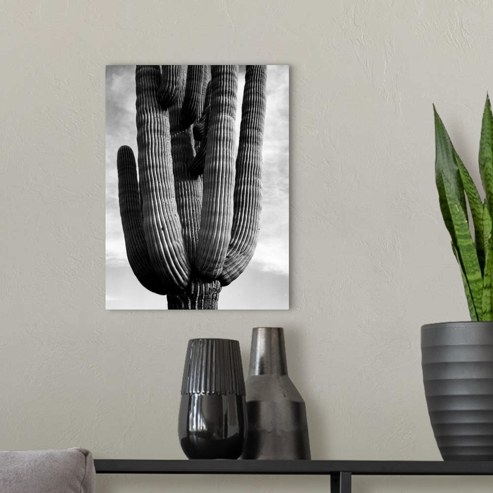 A modern room featuring Saguaros, vertical, detail of cactus.