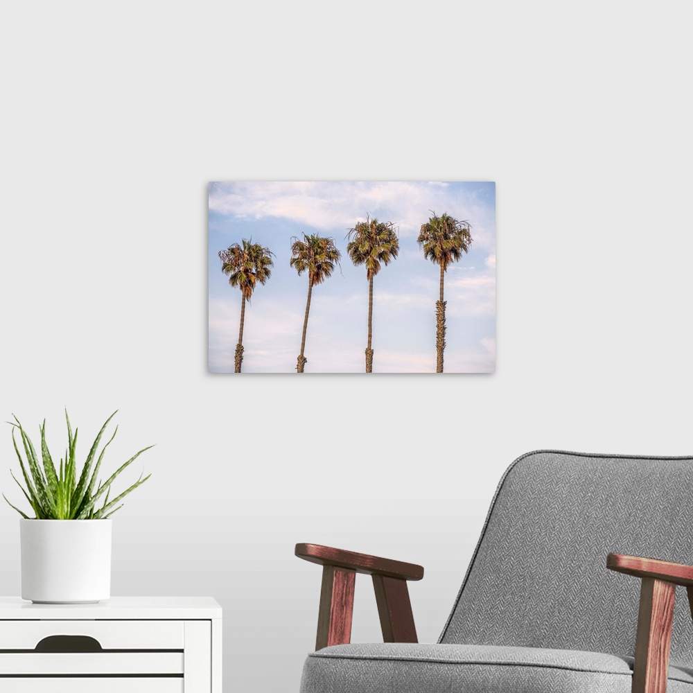 A modern room featuring A row of palm trees stand against blue skies in San Diego, California.