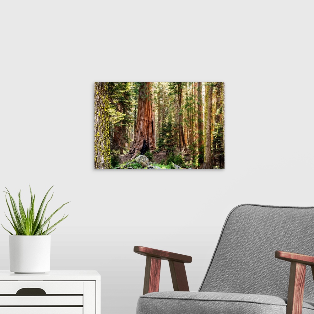 A modern room featuring View of Sequoia trees in Sequoia National Park, California.