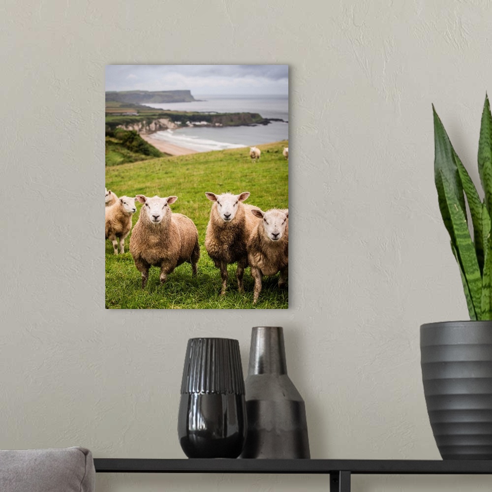 A modern room featuring Photograph of sheep in a field on the coast in County Antrim, Northern Ireland.