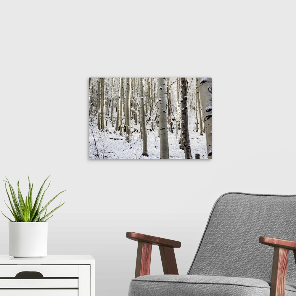 A modern room featuring A forest of birch trees with summer snow in Aspen, Colorado.