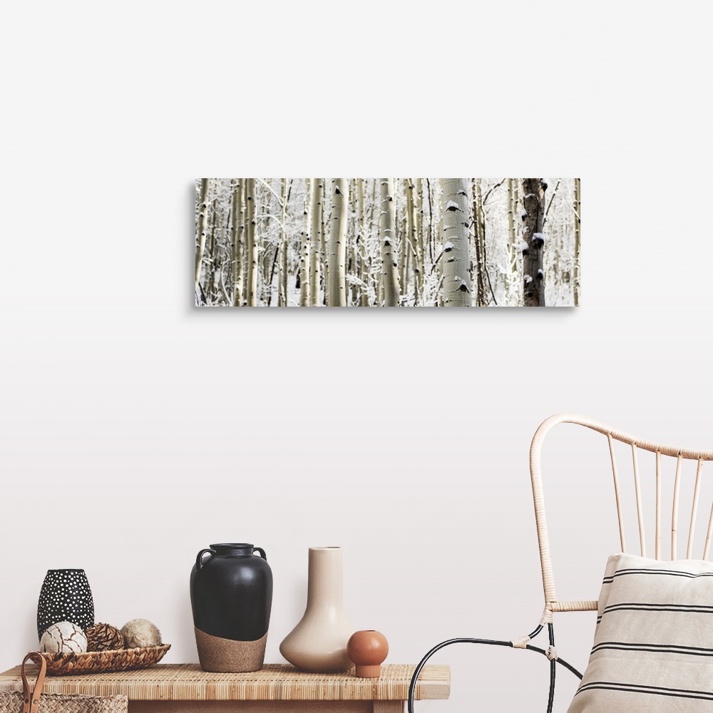 A farmhouse room featuring A panoramic forest of birch trees with summer snow in Aspen, Colorado.