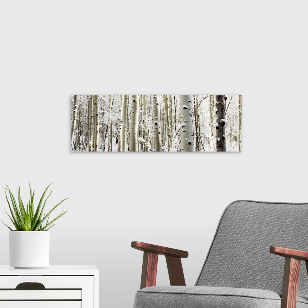 A modern room featuring A panoramic forest of birch trees with summer snow in Aspen, Colorado.