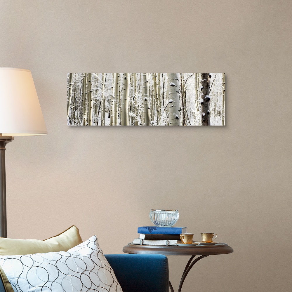 A traditional room featuring A panoramic forest of birch trees with summer snow in Aspen, Colorado.