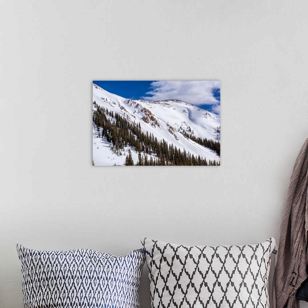 A bohemian room featuring Snow and pine trees on the mountainside under a blue sky, Colorado.